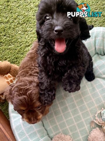 Gorgeous Cavoodle Puppies - Outstanding Temperament