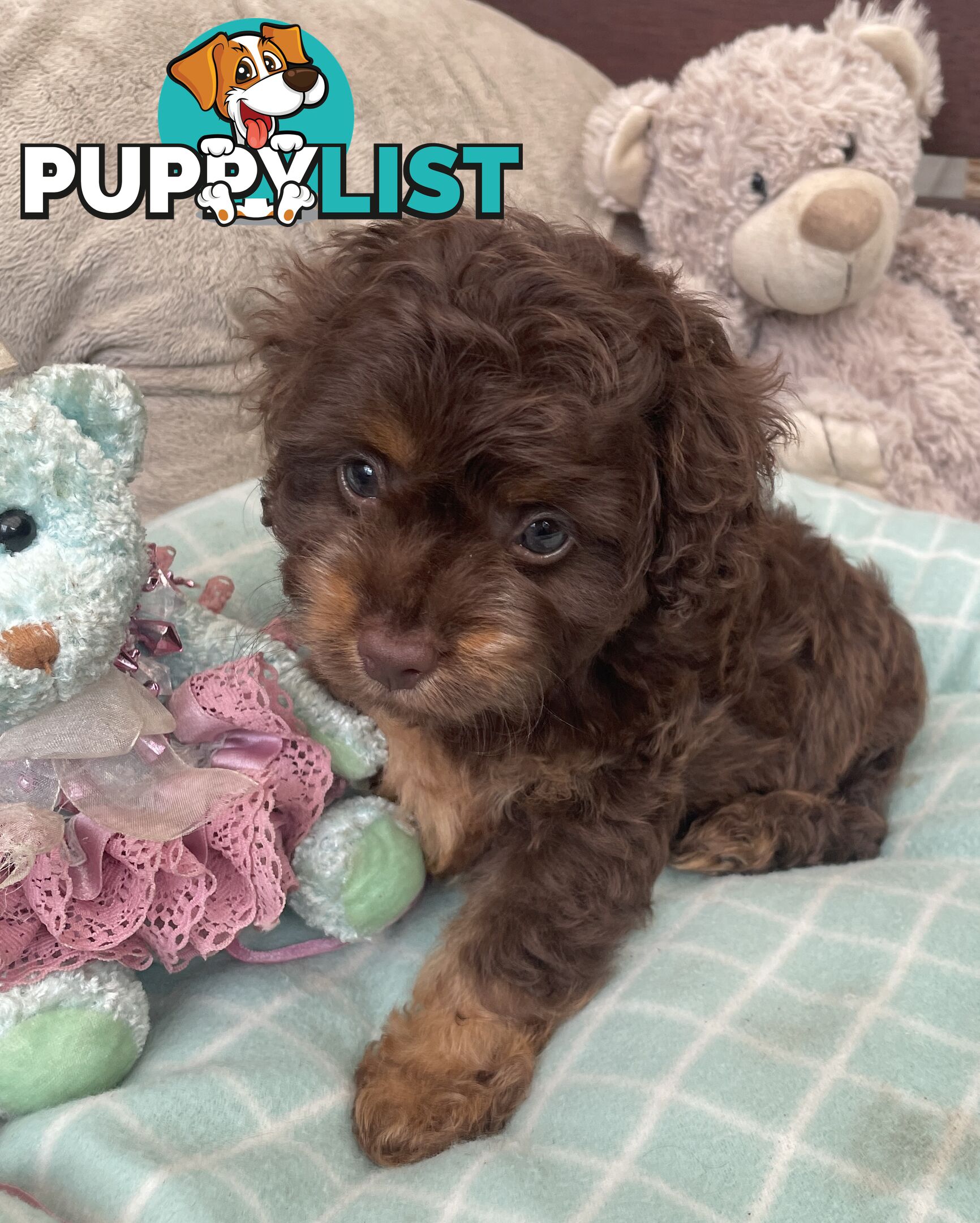 Gorgeous Cavoodle Puppies - Outstanding Temperament