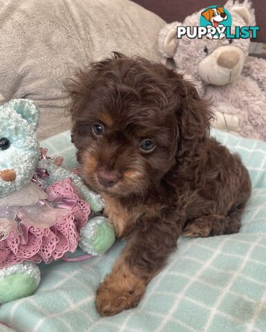 Gorgeous Cavoodle Puppies - Outstanding Temperament