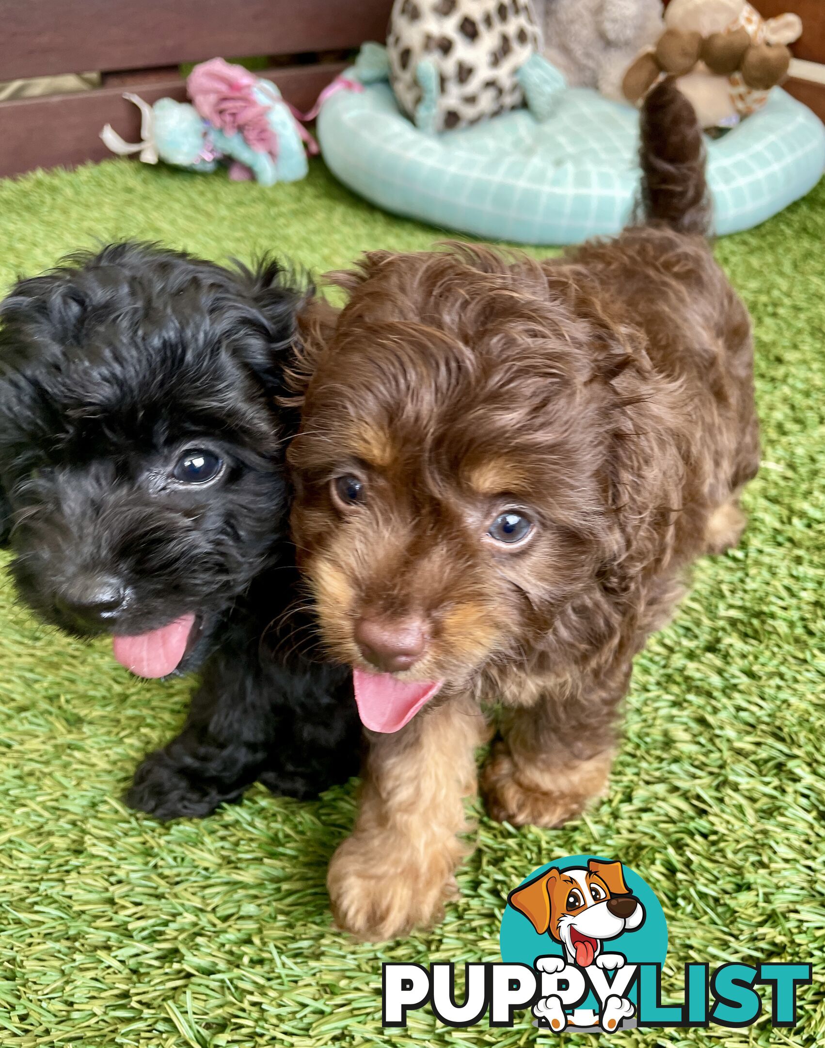 Gorgeous Cavoodle Puppies - Outstanding Temperament