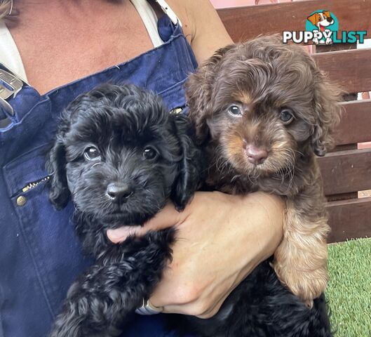 Gorgeous Cavoodle Puppies - Outstanding Temperament