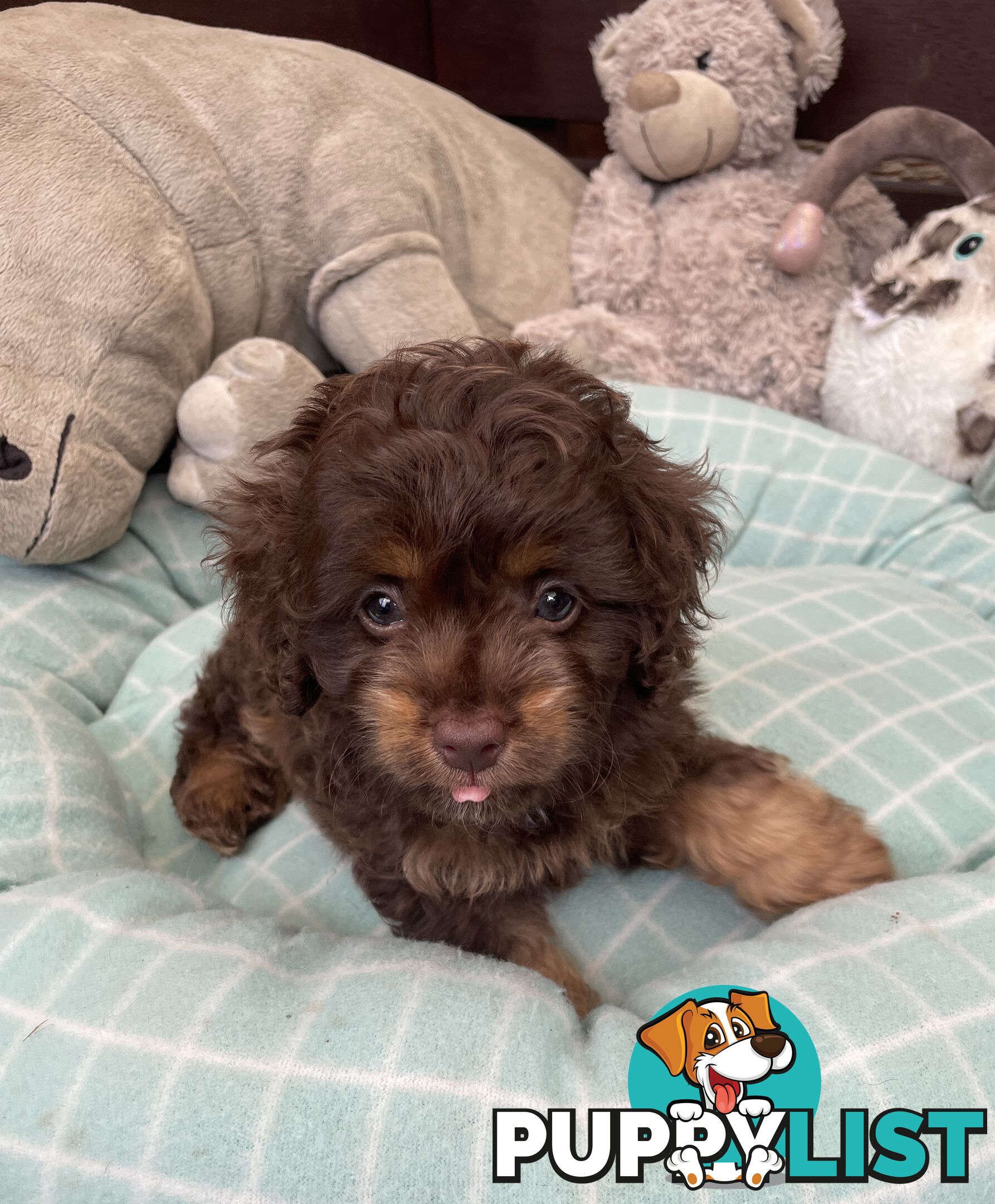 Gorgeous Cavoodle Puppies - Outstanding Temperament