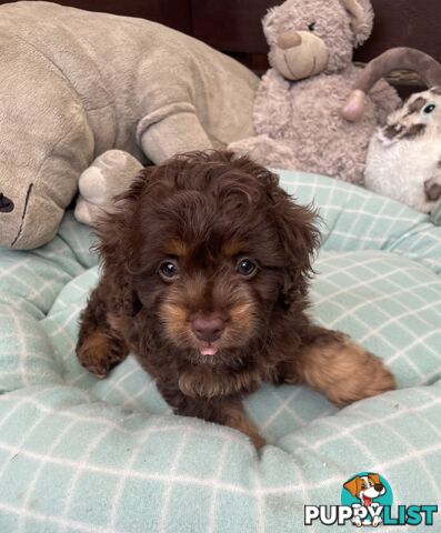 Gorgeous Cavoodle Puppies - Outstanding Temperament