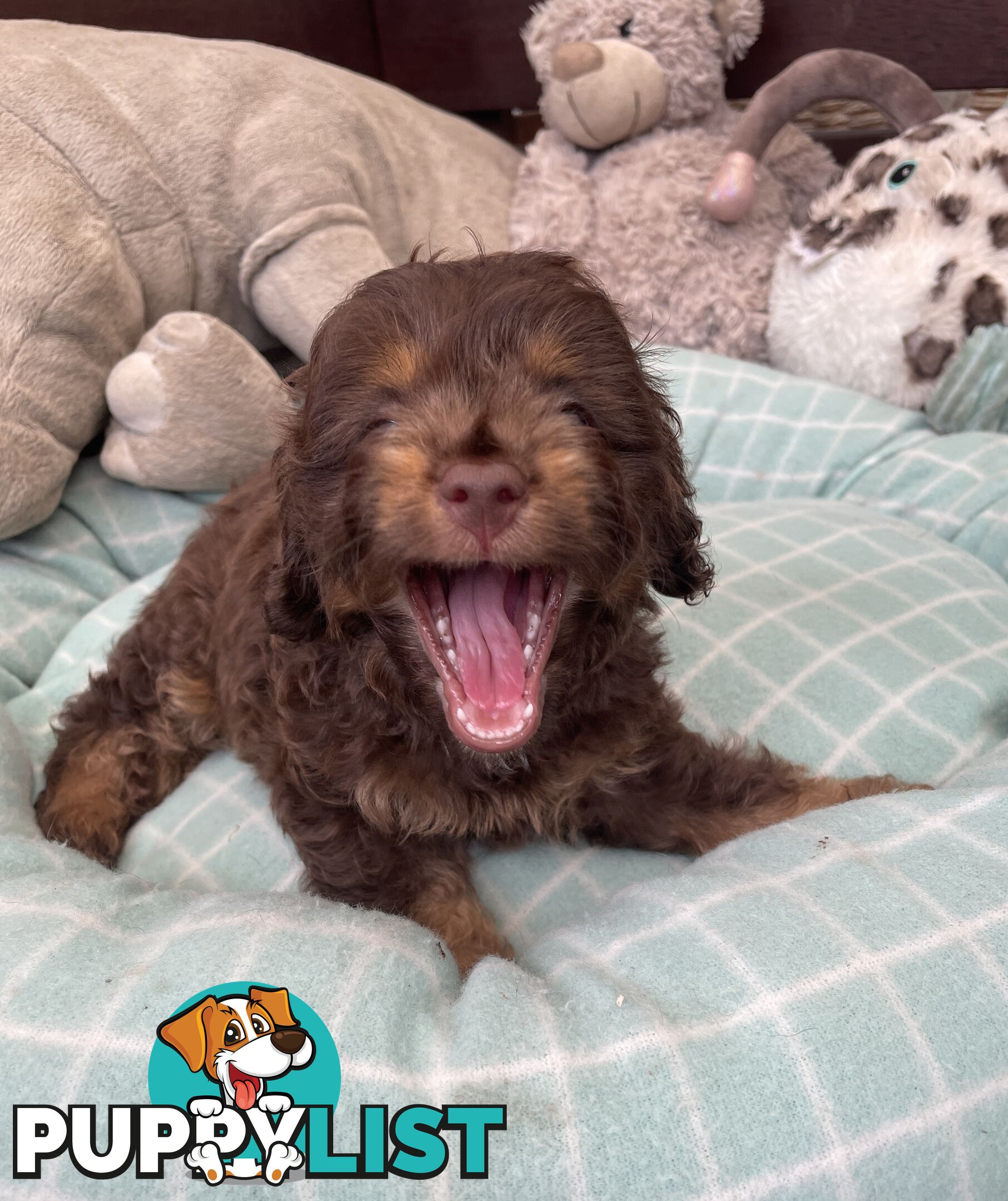 Gorgeous Cavoodle Puppies - Outstanding Temperament