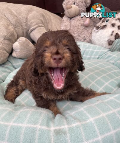 Gorgeous Cavoodle Puppies - Outstanding Temperament