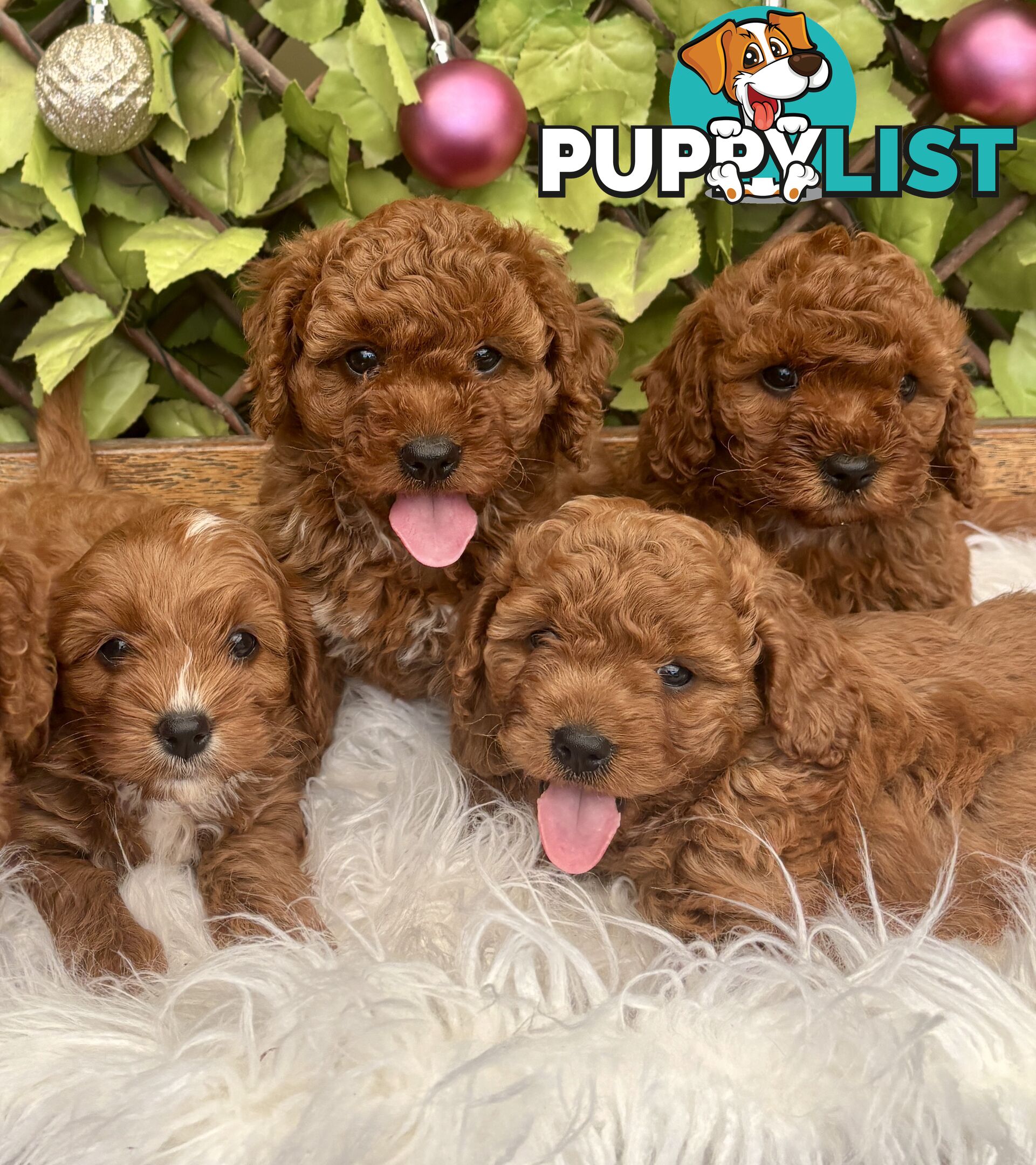 Toy Cavoodles for loving pet homes