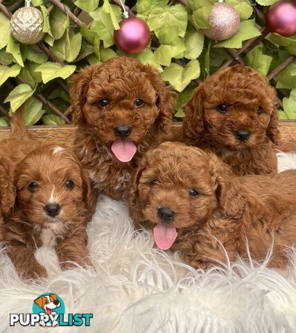 Toy Cavoodles for loving pet homes