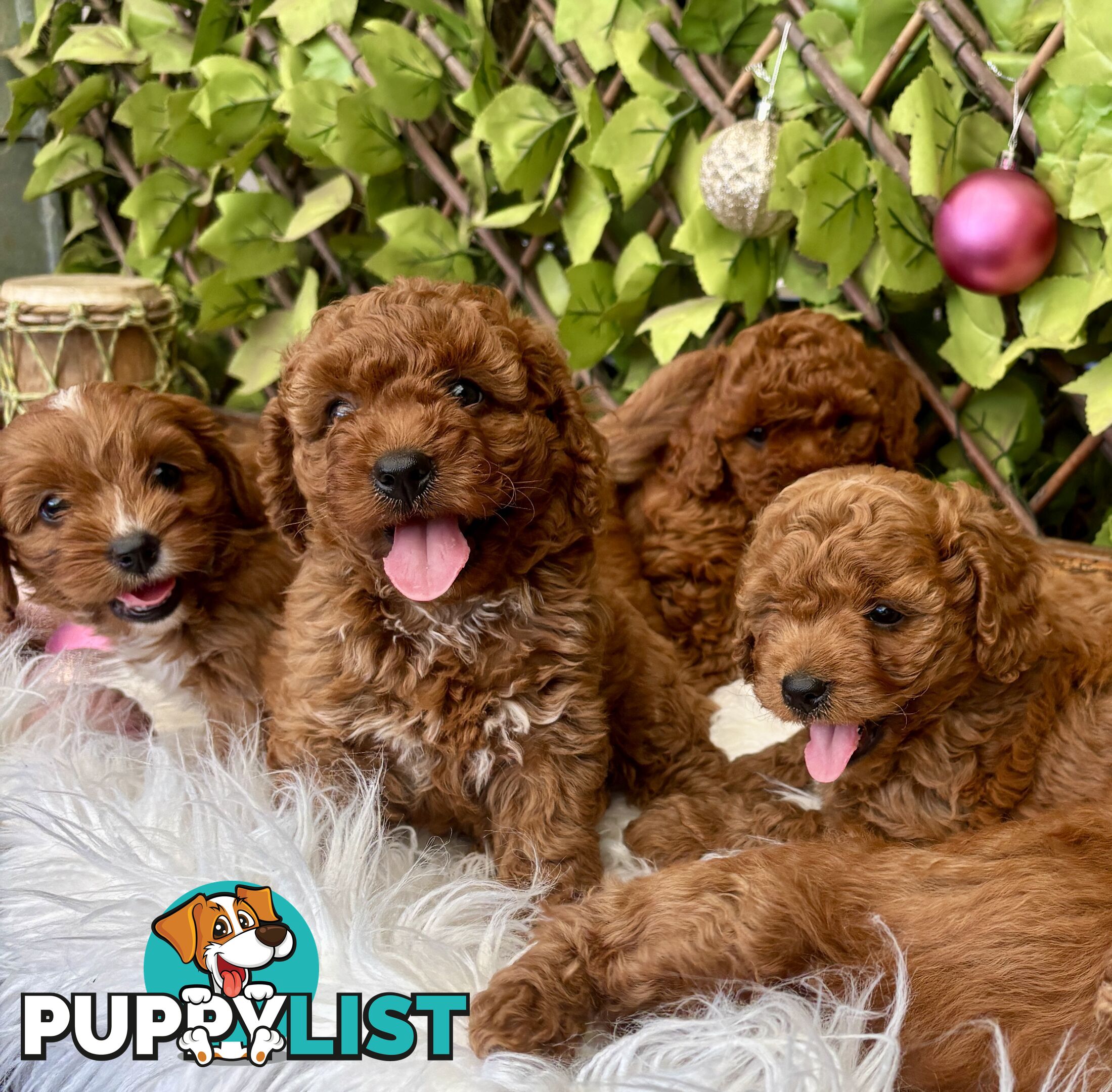 Toy Cavoodles for loving pet homes