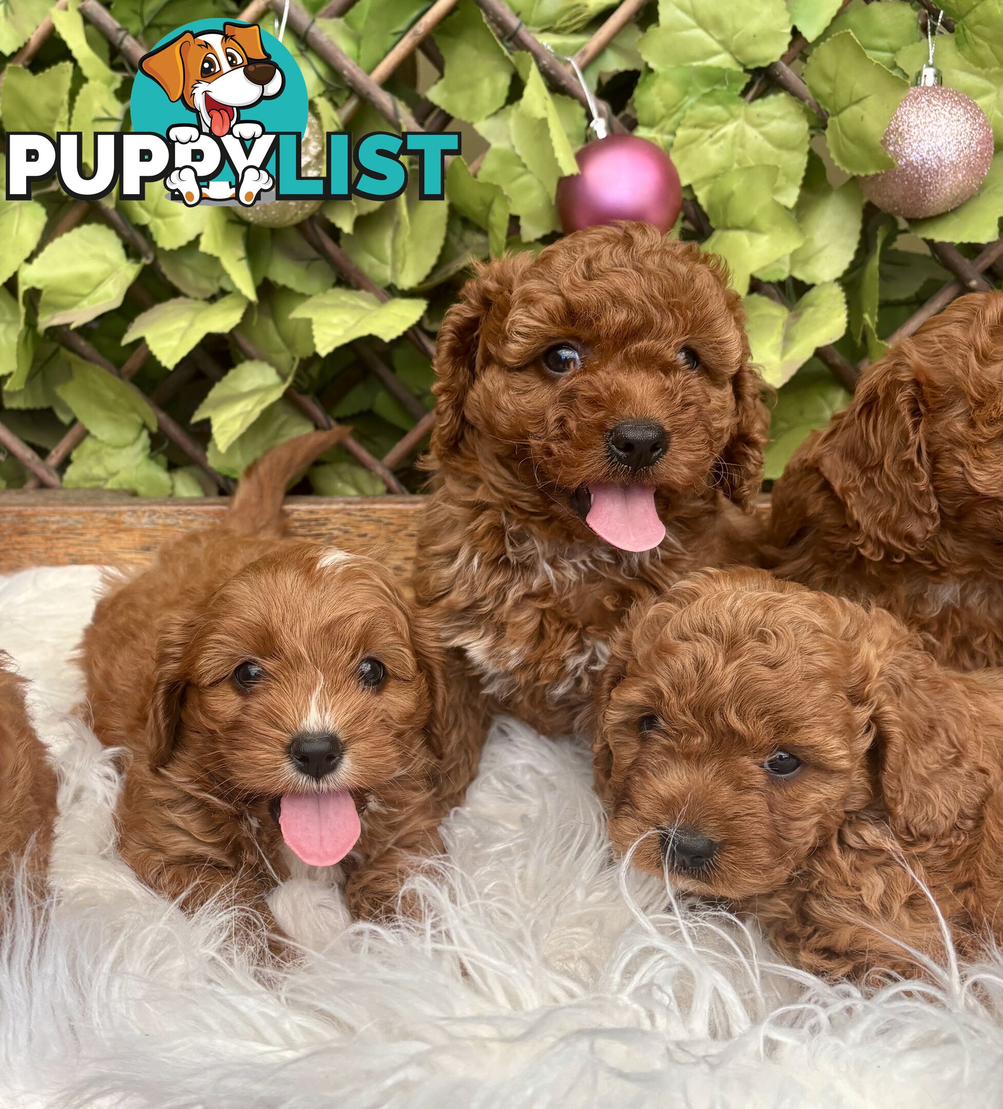 Toy Cavoodles for loving pet homes