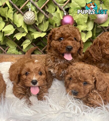 Toy Cavoodles for loving pet homes