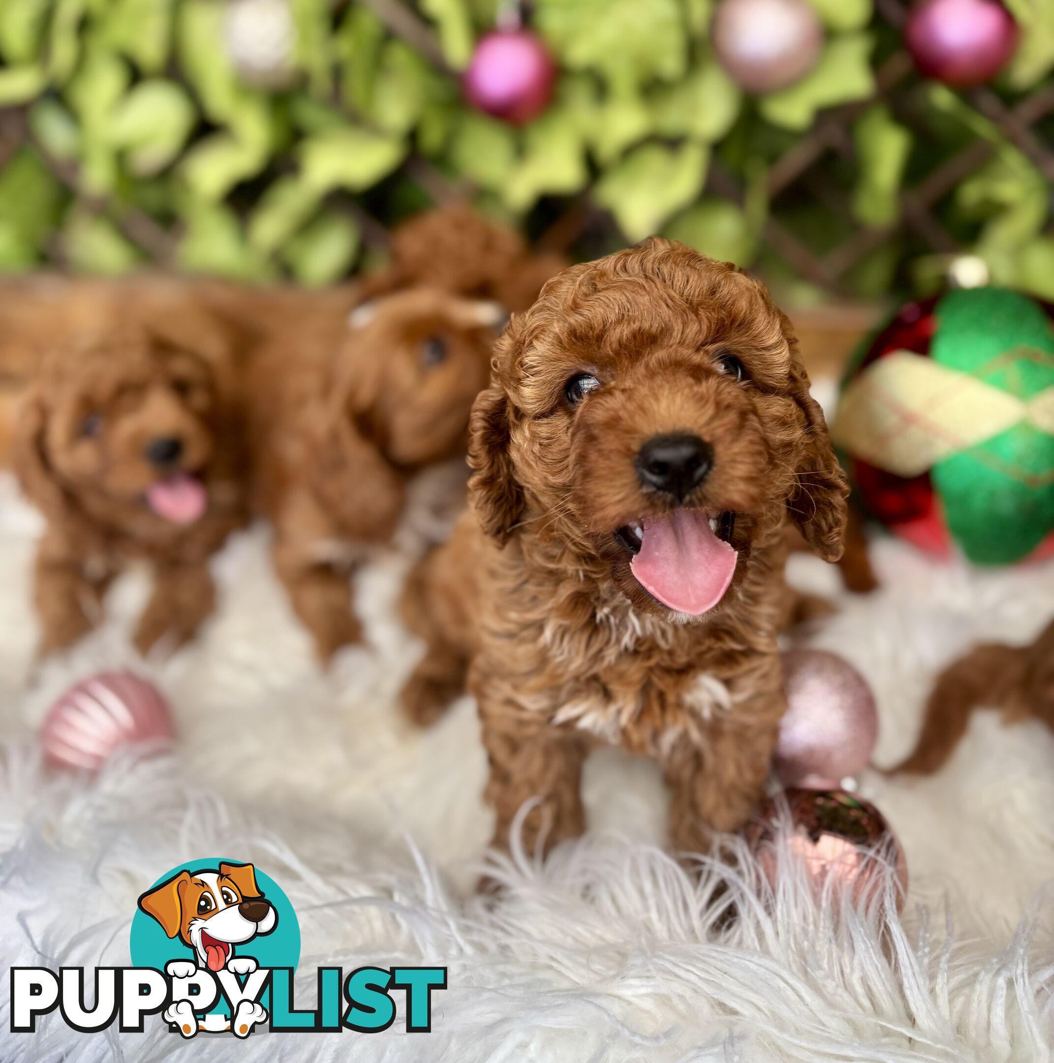 Toy Cavoodles for loving pet homes