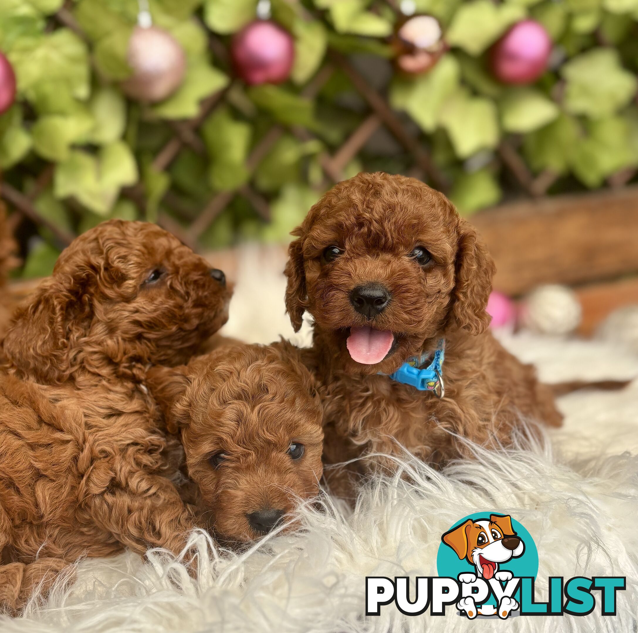 Toy Cavoodles for loving pet homes