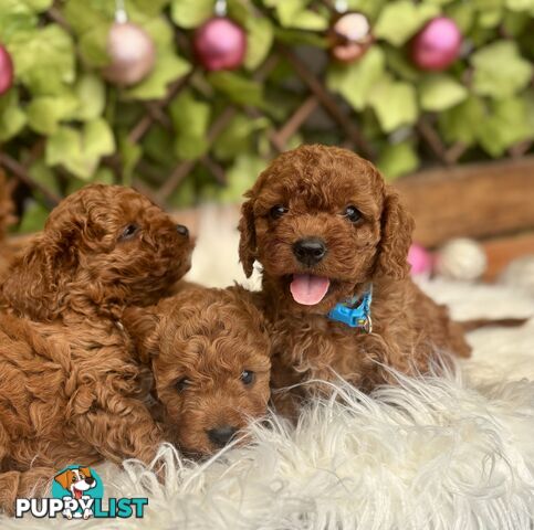 Toy Cavoodles for loving pet homes