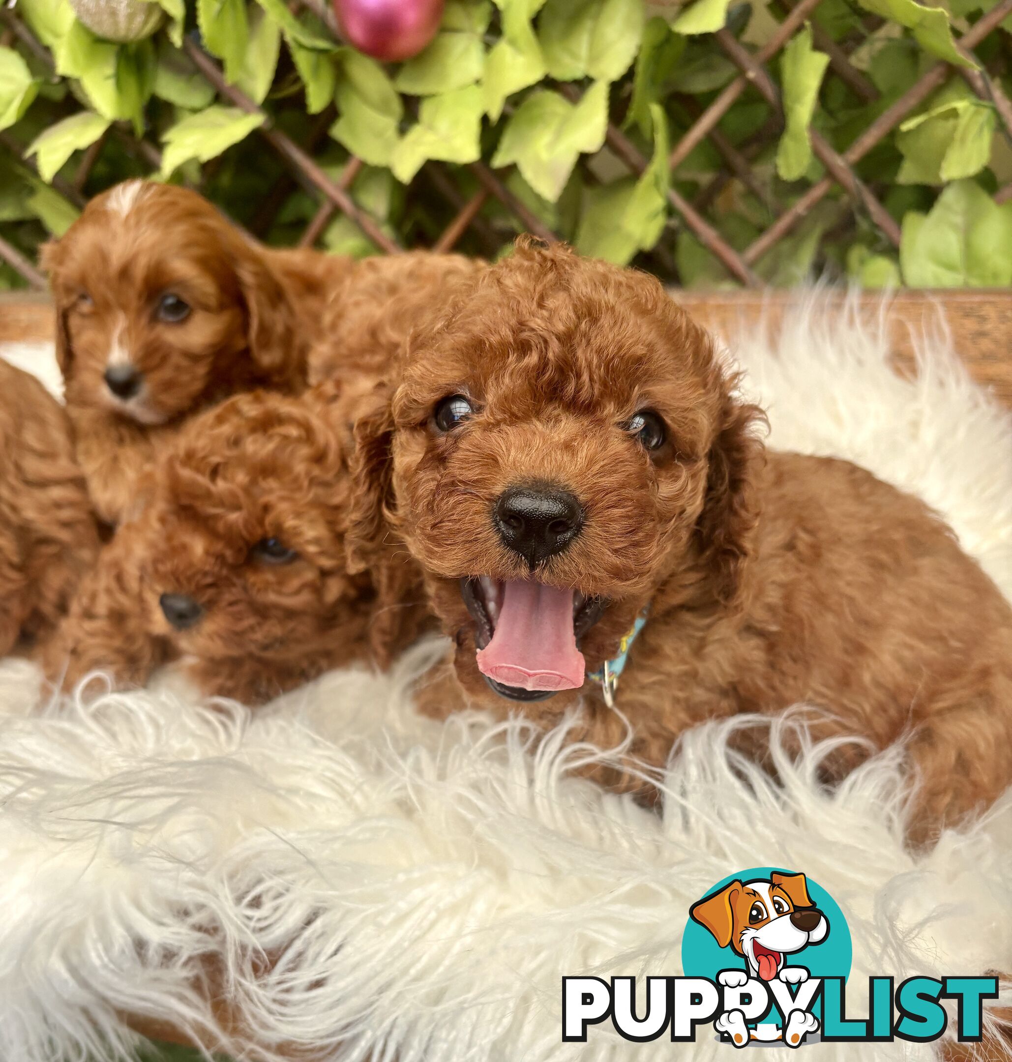 Toy Cavoodles for loving pet homes