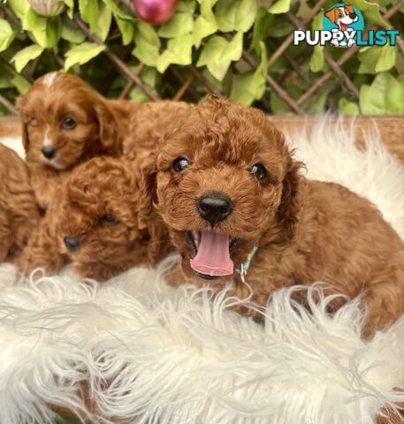 Toy Cavoodles for loving pet homes