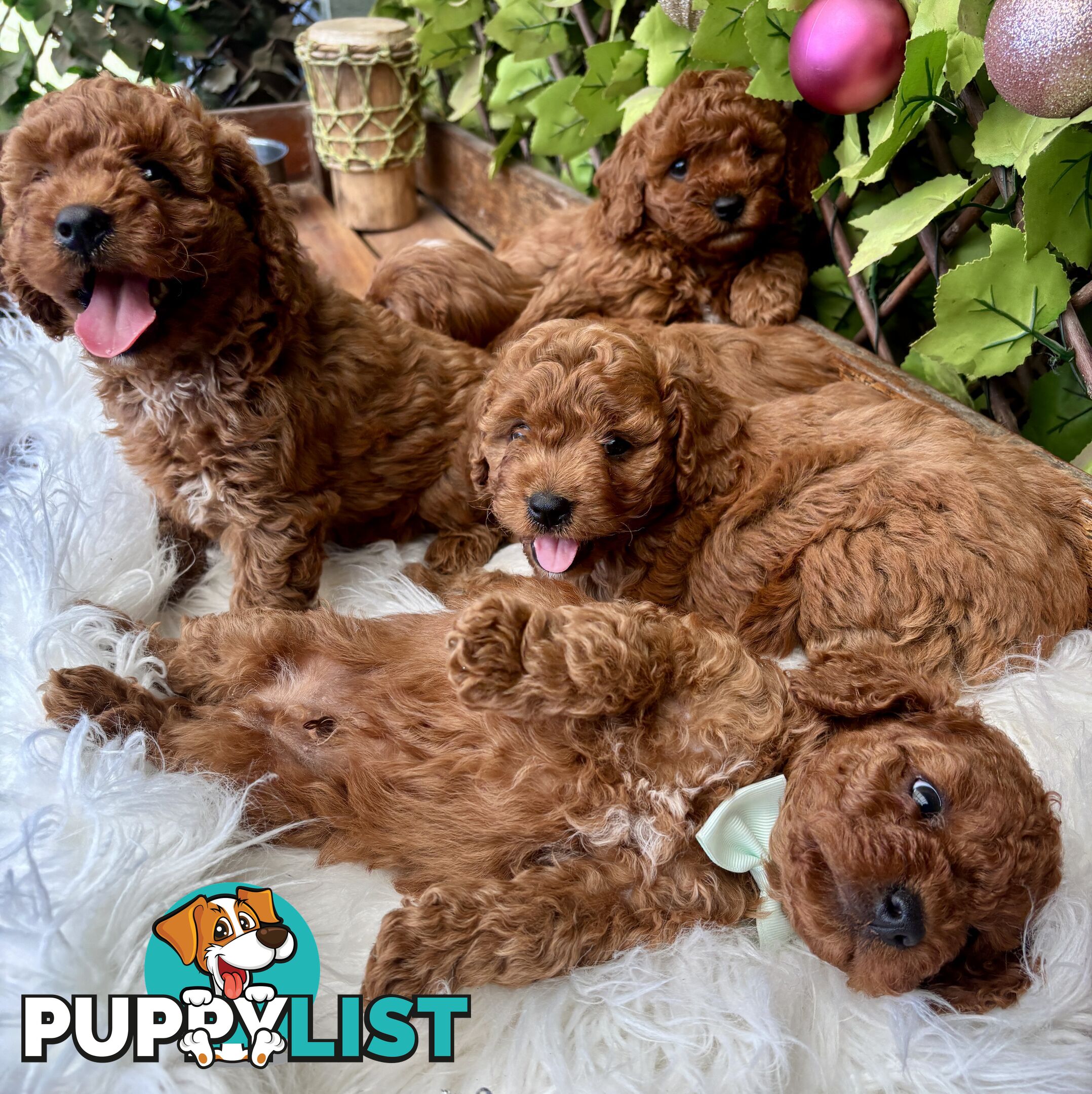 Toy Cavoodles for loving pet homes