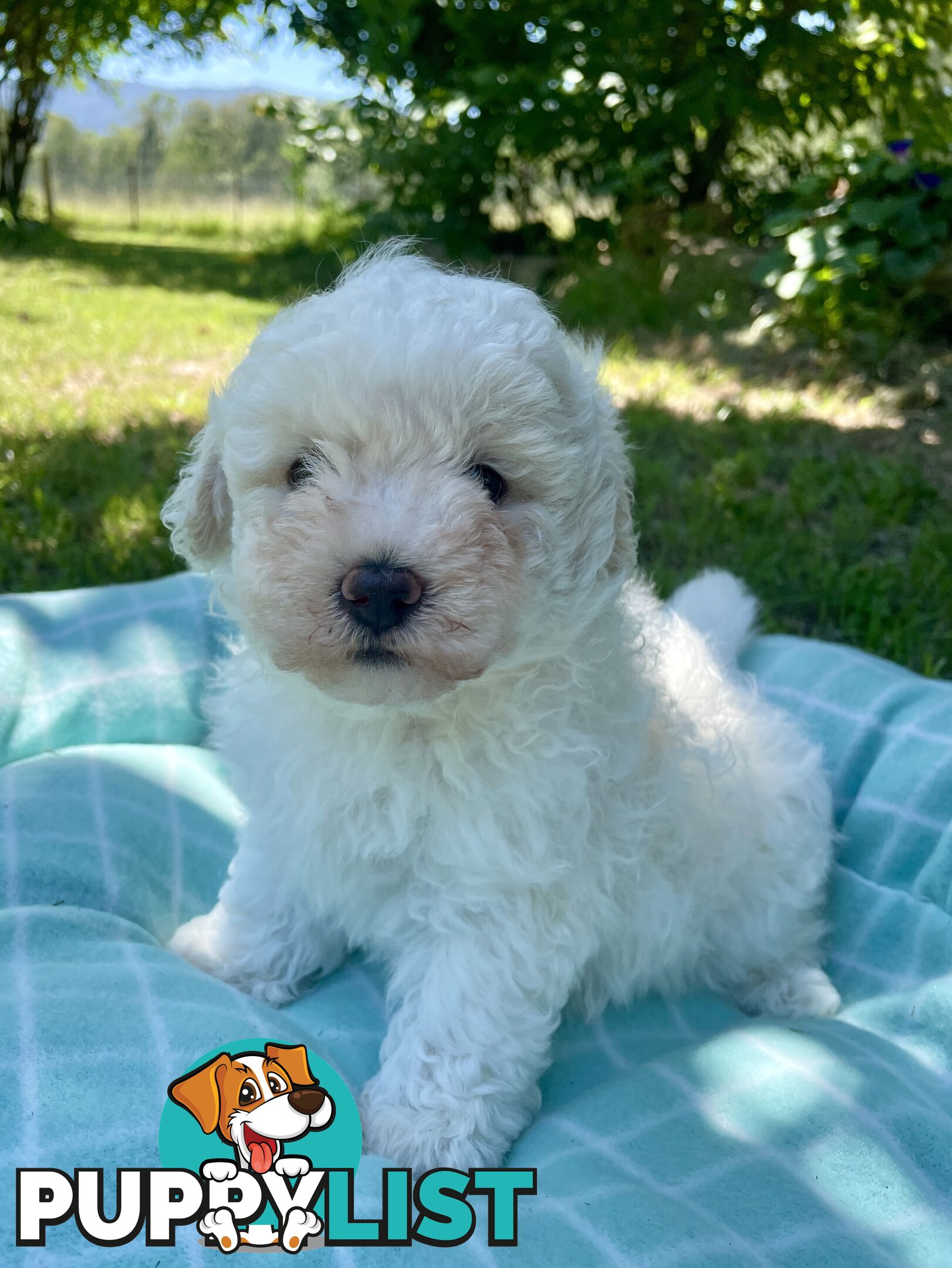 Stunning White Toy Shoodle Puppies 