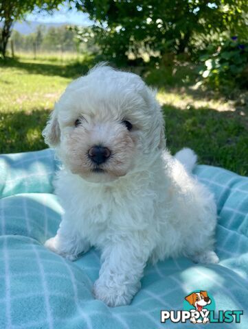 Stunning White Toy Shoodle Puppies 