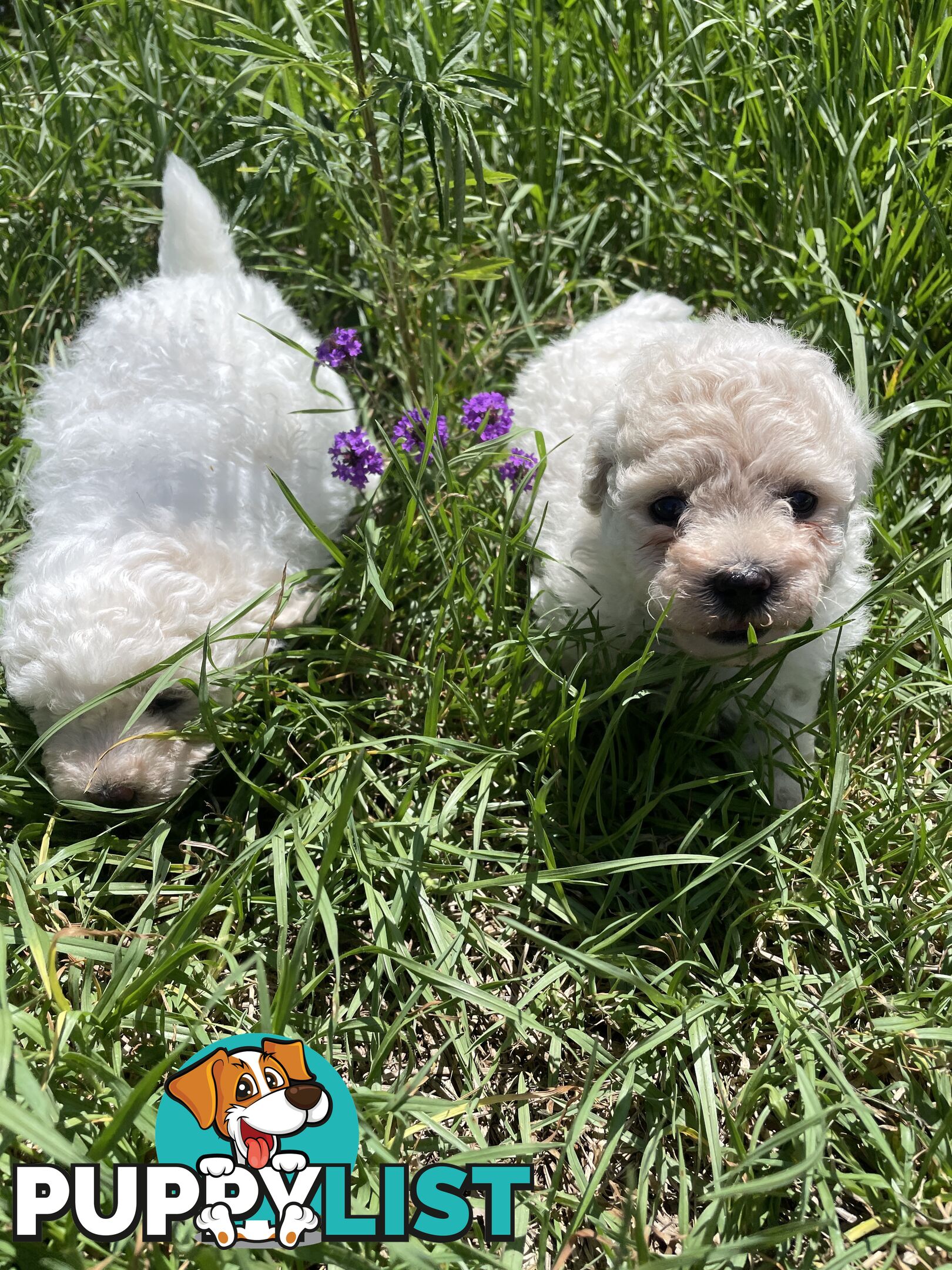 Stunning White Toy Shoodle Puppies 