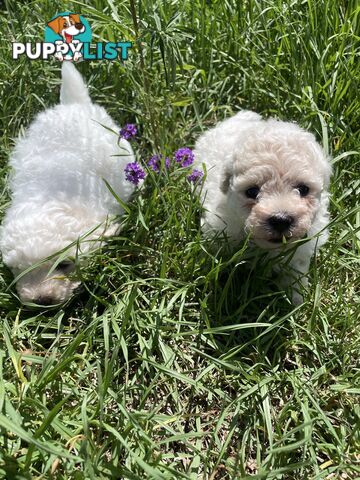 Stunning White Toy Shoodle Puppies 