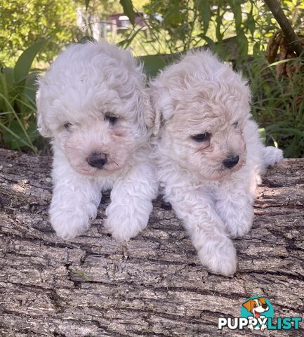 Stunning White Toy Shoodle Puppies 