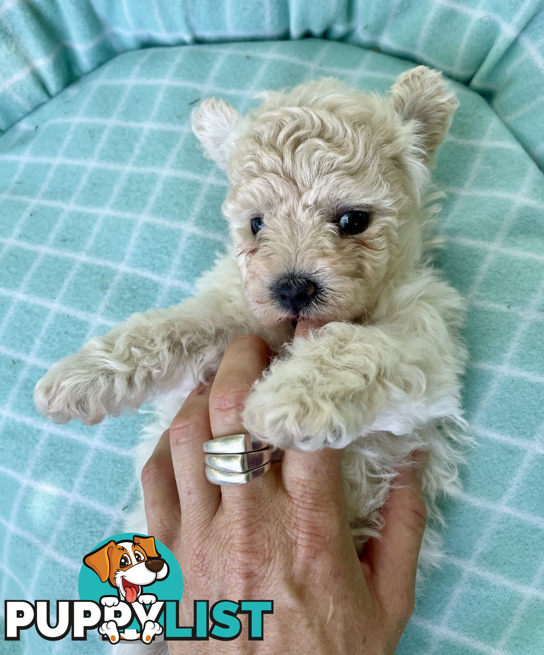 Stunning White Toy Shoodle Puppies 