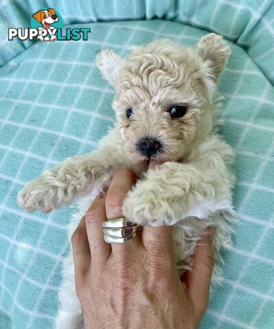 Stunning White Toy Shoodle Puppies 