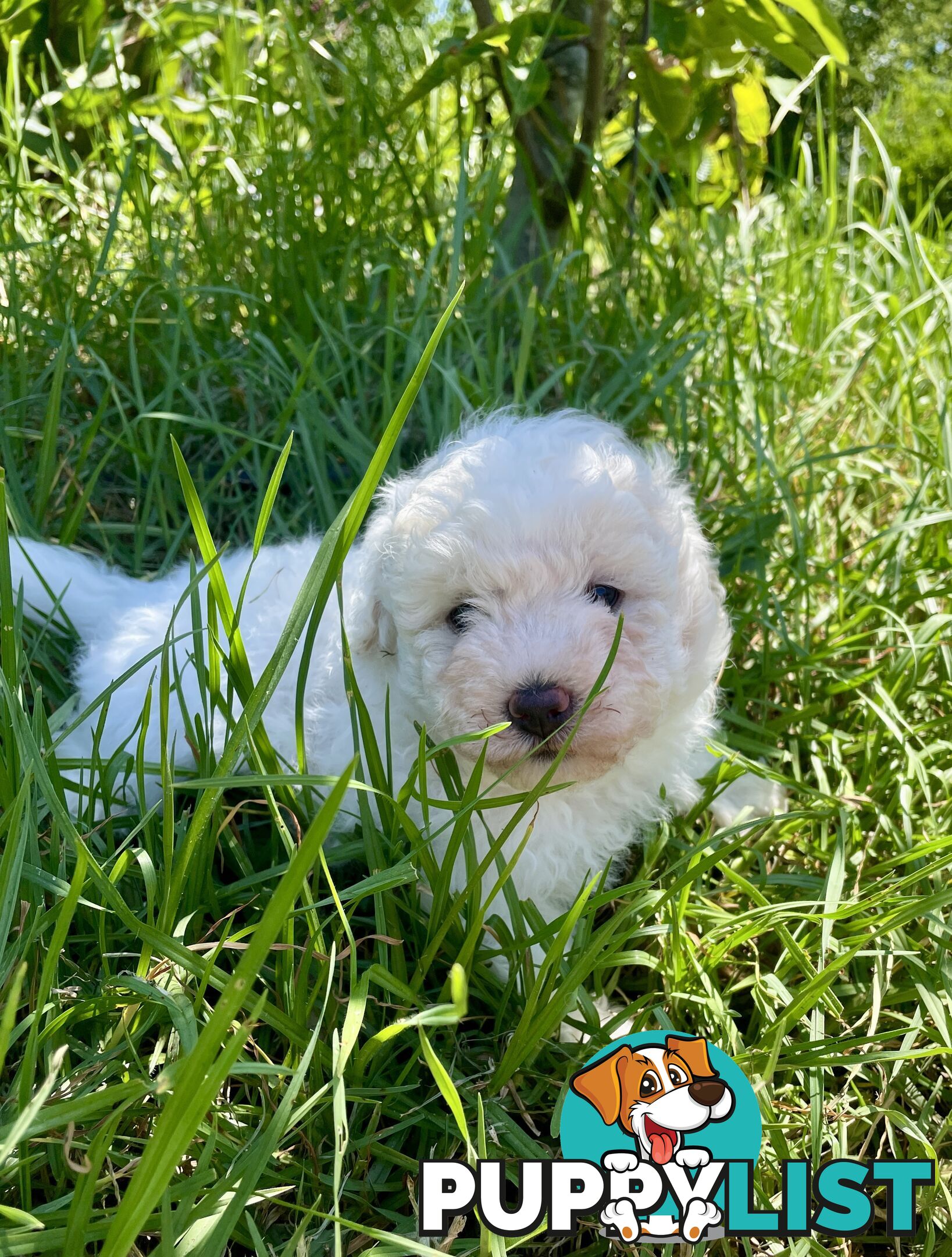 Stunning White Toy Shoodle Puppies 