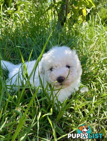 Stunning White Toy Shoodle Puppies 