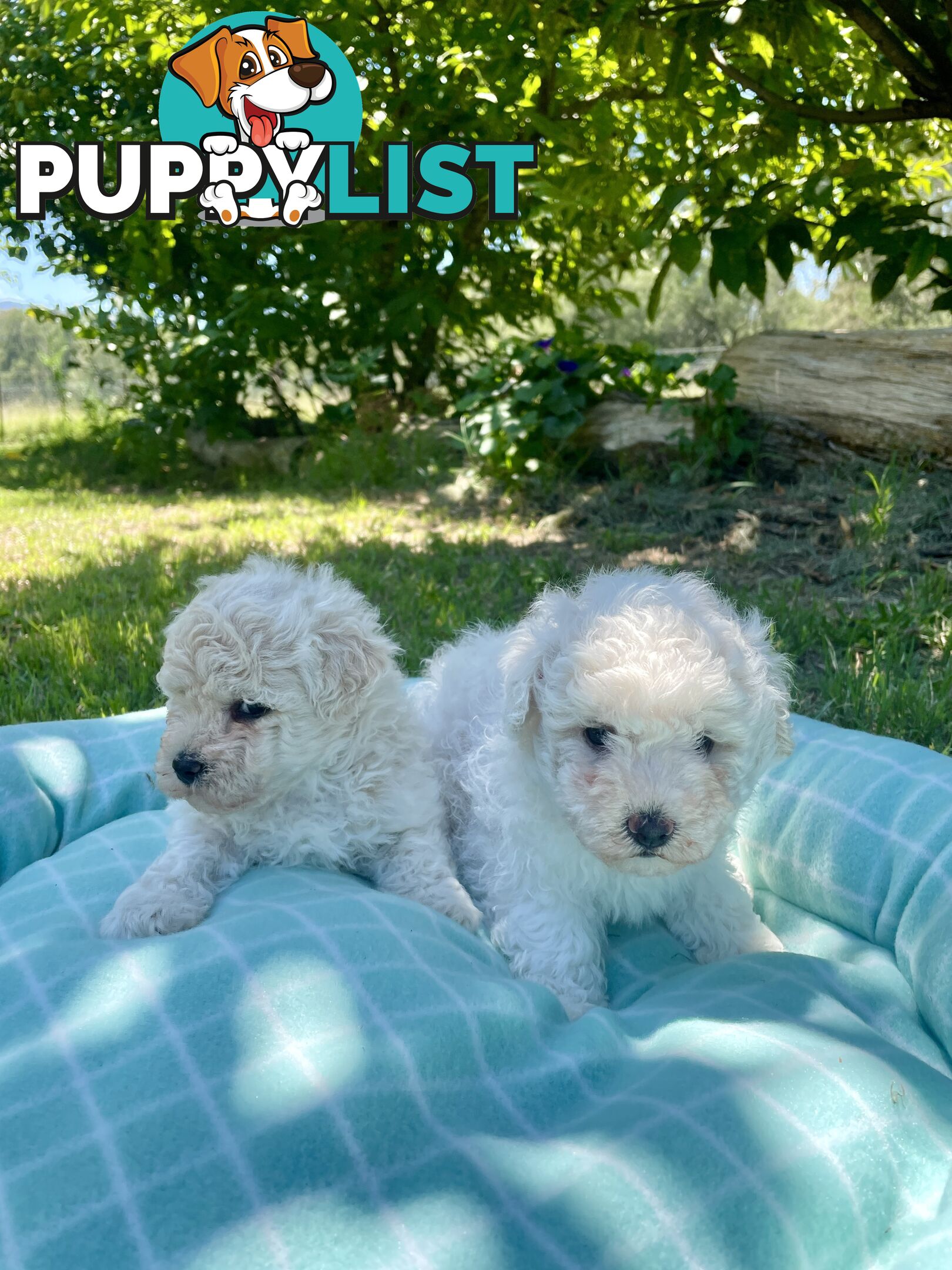 Stunning White Toy Shoodle Puppies 