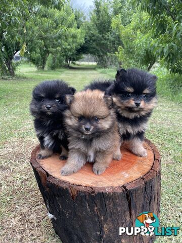 Gorgeous Tea Cup Pomeranian Pups