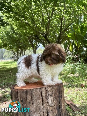 Toy Shoodle - The intelligent 'oodle - Under 30cm