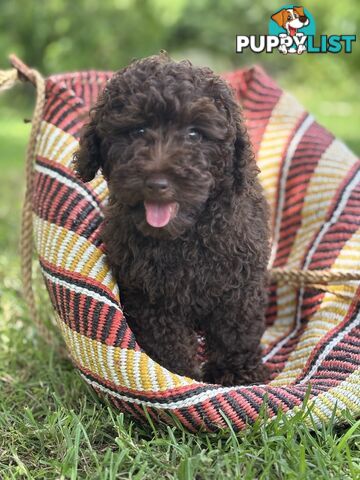 Toy Shoodle - The intelligent 'oodle - Under 30cm