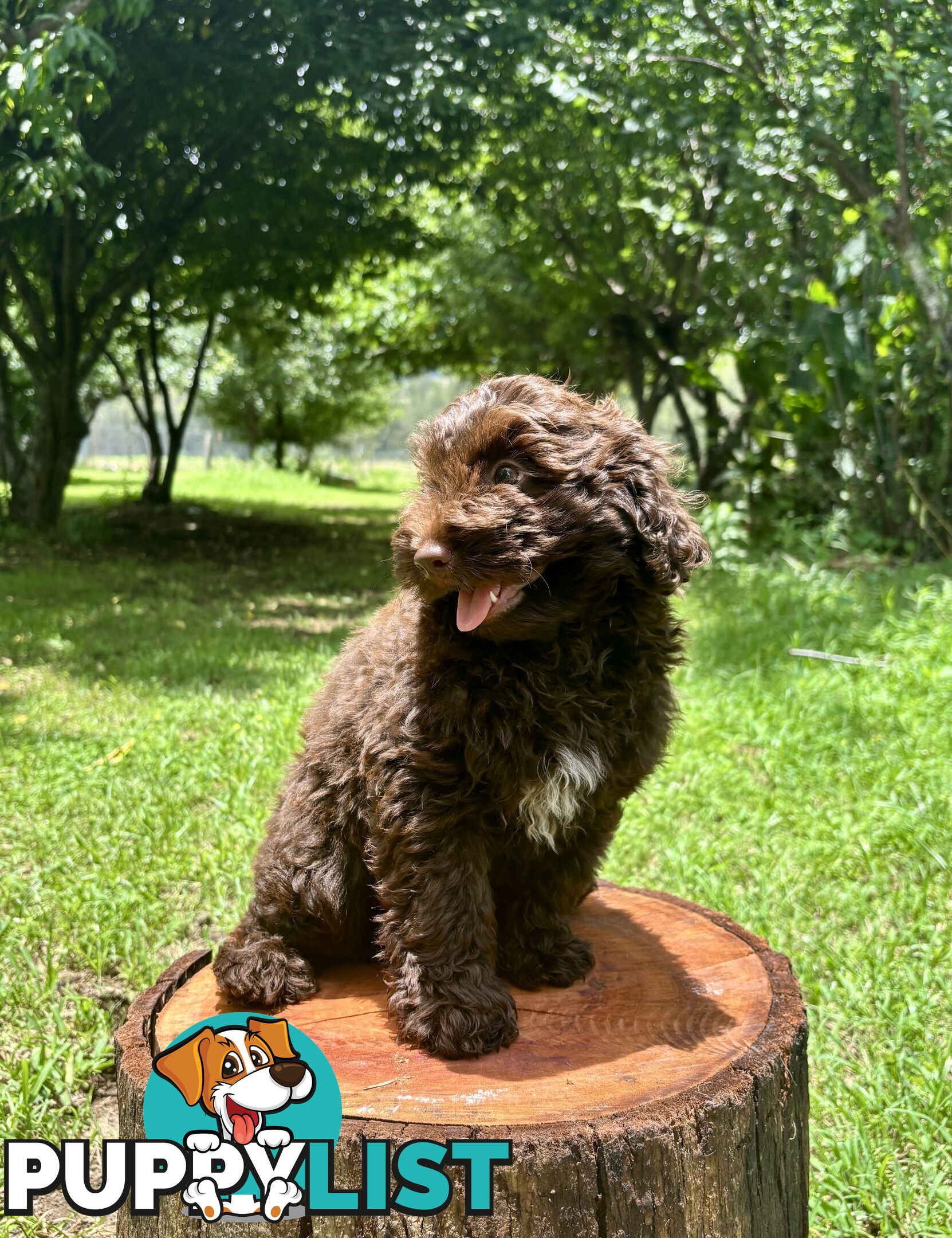 Toy Shoodle - The intelligent 'oodle - Under 30cm