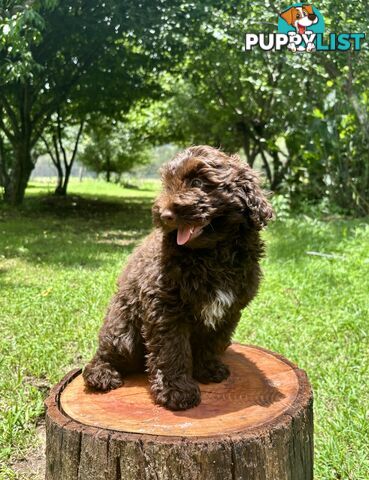 Toy Shoodle - The intelligent 'oodle - Under 30cm