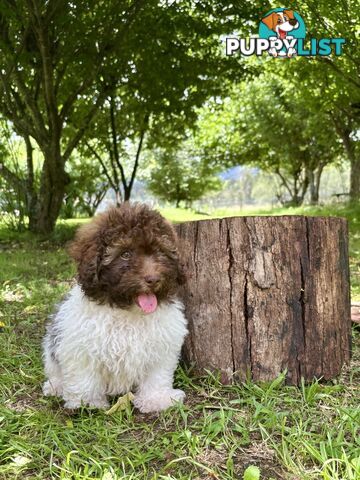 Toy Shoodle - The intelligent 'oodle - Under 30cm