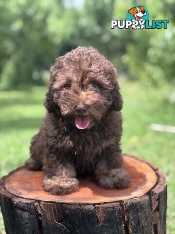 Toy Shoodle - The intelligent 'oodle - Under 30cm