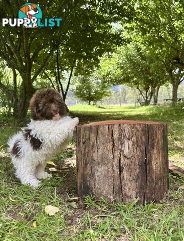 Toy Shoodle - The intelligent 'oodle - Under 30cm