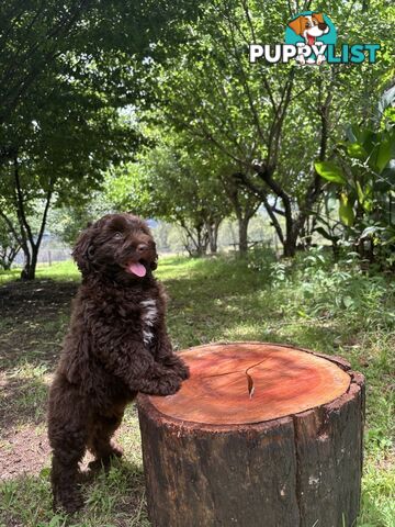 Toy Shoodle - The intelligent 'oodle - Under 30cm