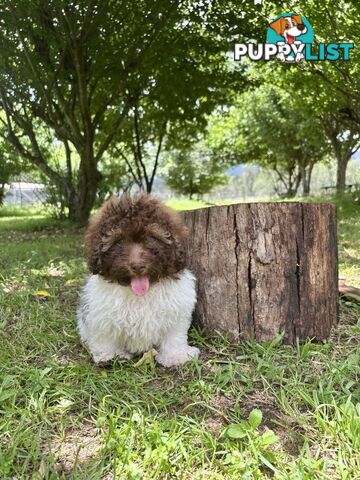 Toy Shoodle - The intelligent 'oodle - Under 30cm