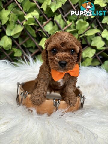 Spoodle Puppies ready for their forever homes