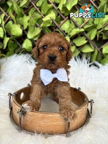 Spoodle Puppies ready for their forever homes