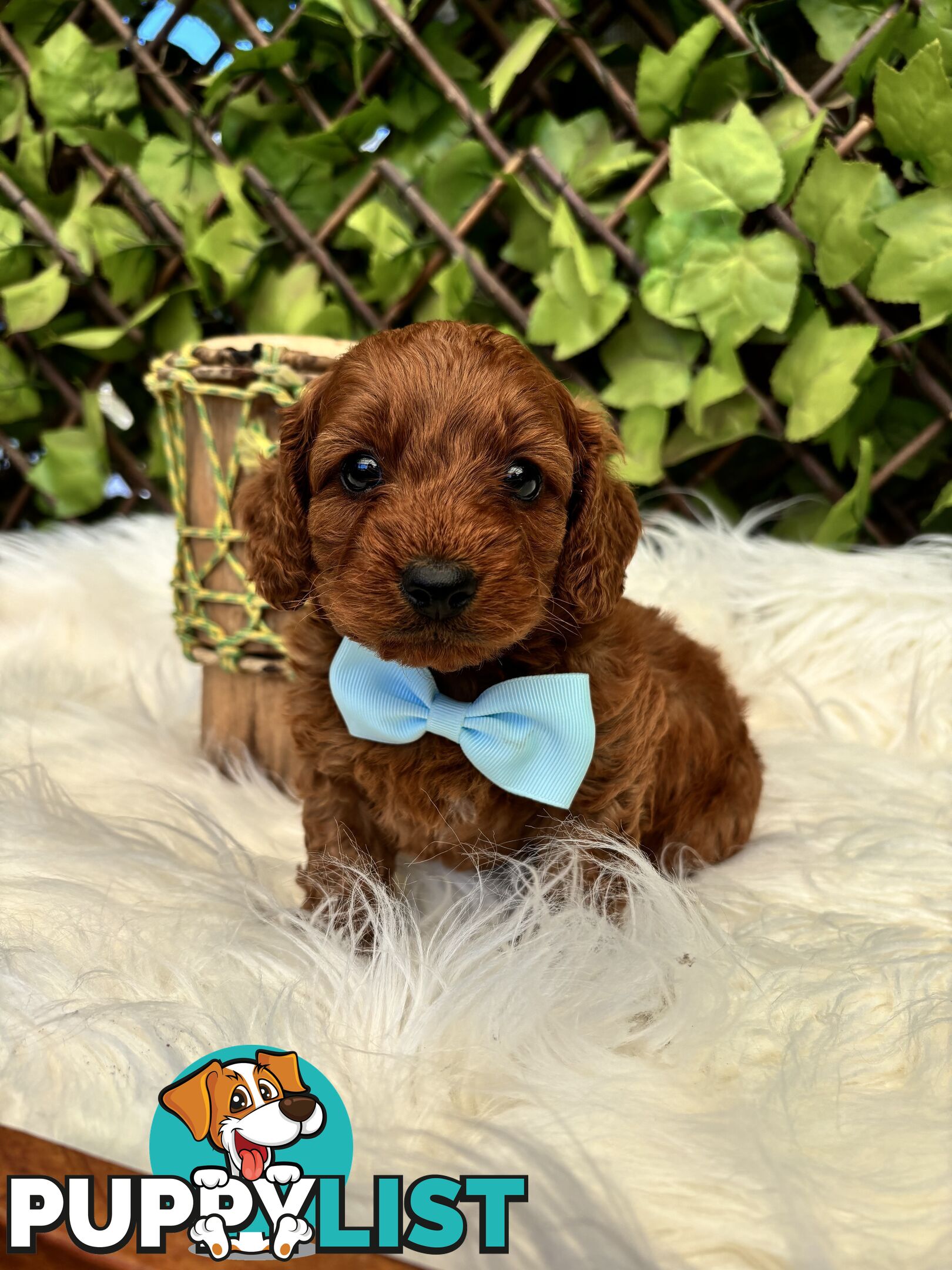 Spoodle Puppies ready for their forever homes