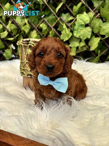 Spoodle Puppies ready for their forever homes