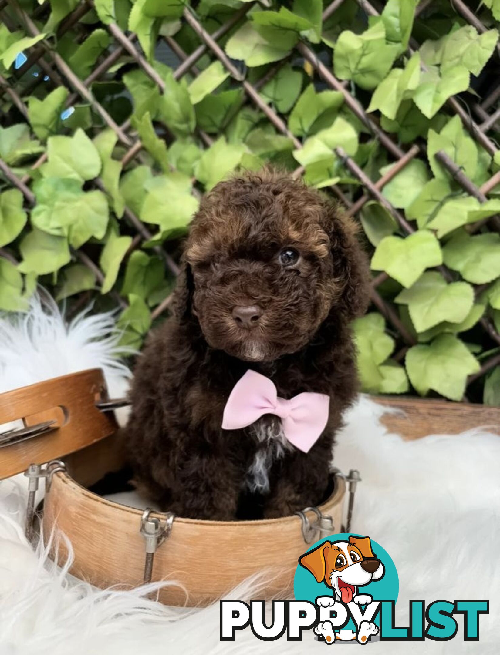 1 Pup Left - Chocolate Toy Shoodle Puppies