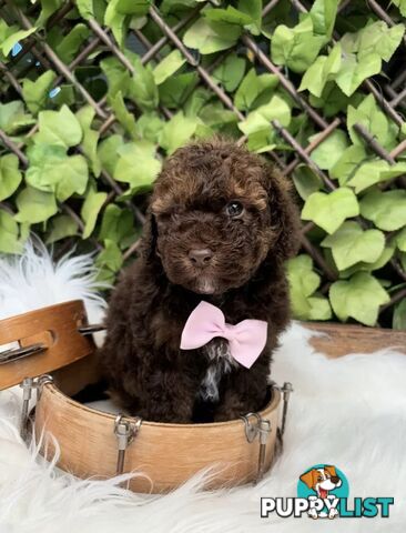 1 Pup Left - Chocolate Toy Shoodle Puppies