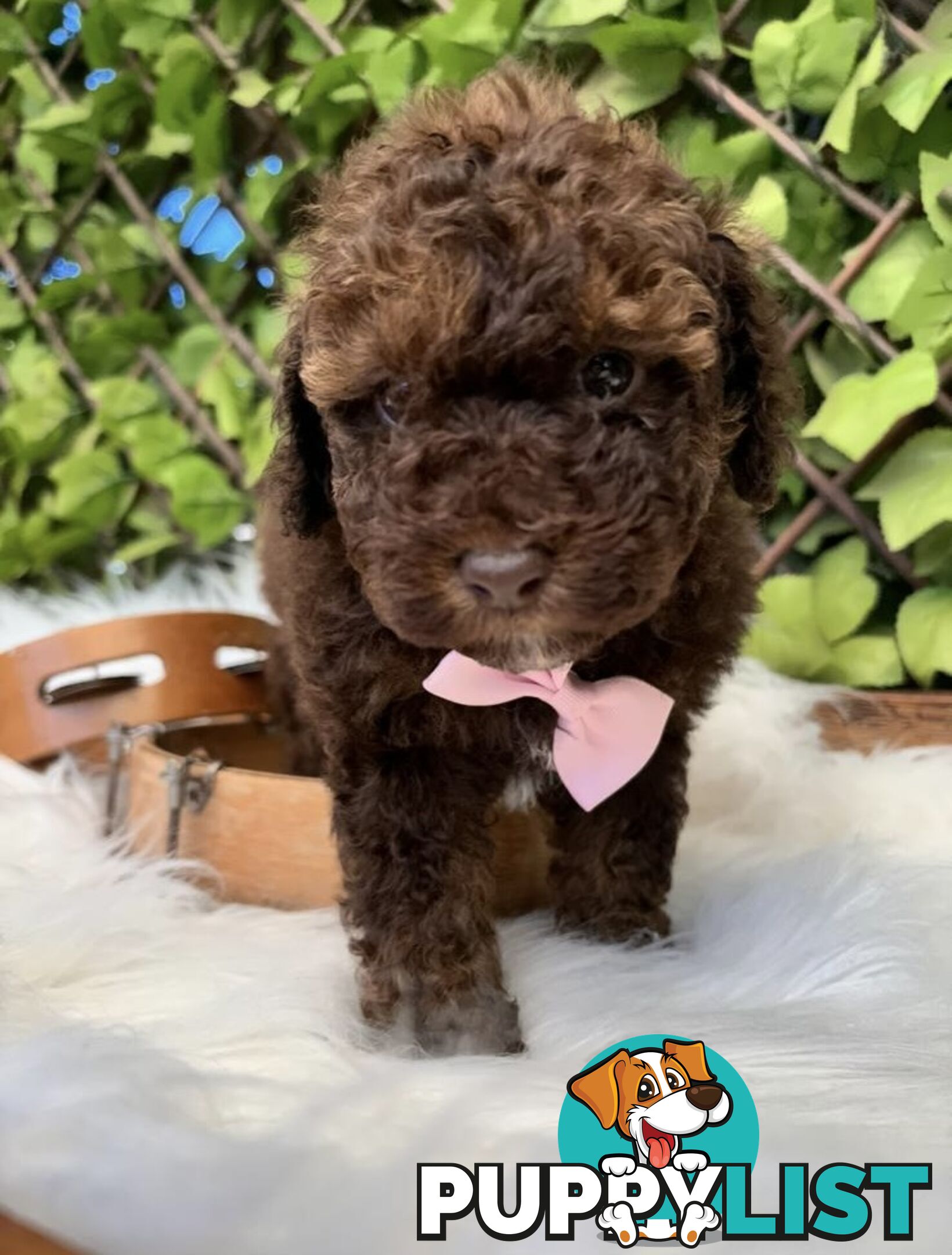 1 Pup Left - Chocolate Toy Shoodle Puppies