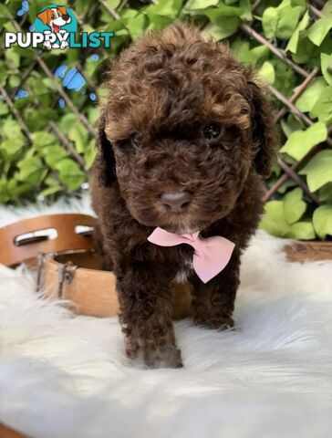 1 Pup Left - Chocolate Toy Shoodle Puppies