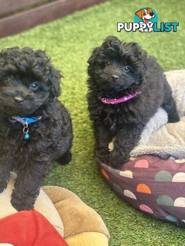 Toy Pomapoo Puppies!