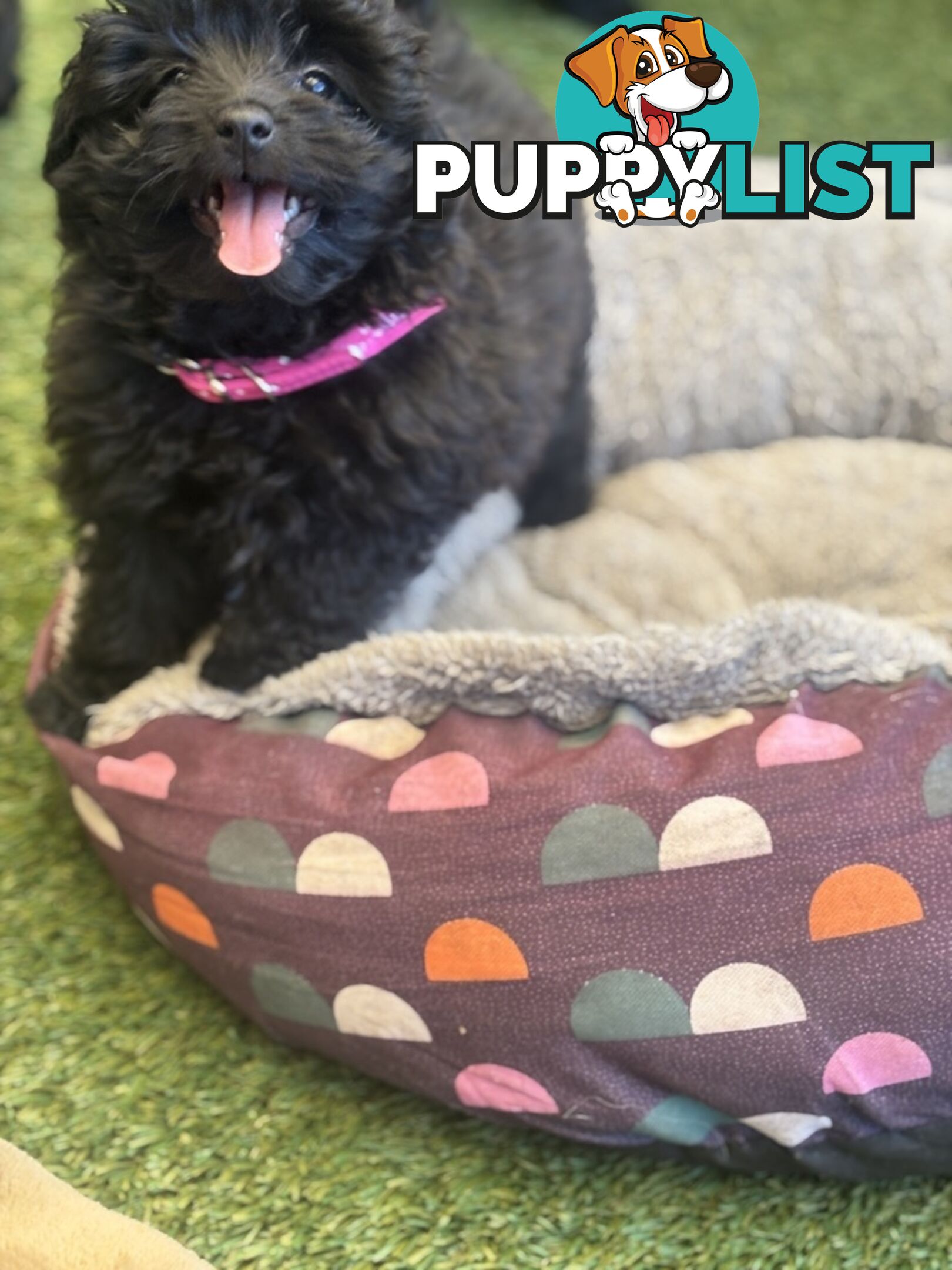 Toy Pomapoo Puppies!